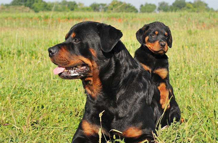 Rottweiler-