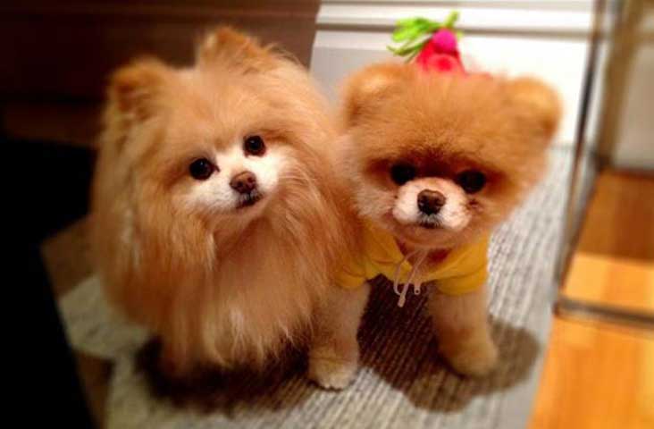Pomeranian-